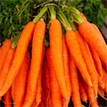 Carrot, #carrot - MareMakom