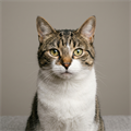 Cat, #cat - MareMakom