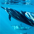 Dolphin, #dolphin - MareMakom