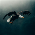 Eagle, #eagle - MareMakom
