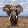 Elephant, #elephant - MareMakom