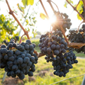 Grape, #grape - MareMakom