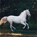 Horse, #horse - MareMakom