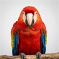 Parrot, #parrot - MareMakom