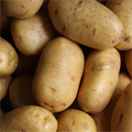 Potato, #potato - MareMakom